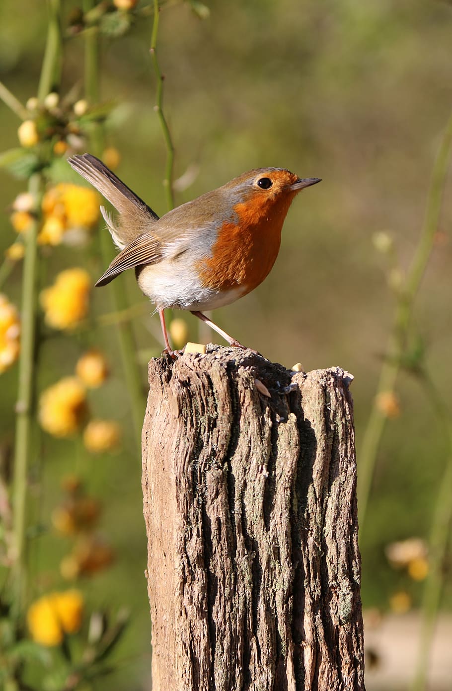 bird perching on wood stand, robin, post, flowers, nature, red HD wallpaper