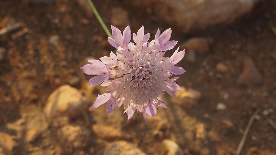 small, flower, wild, flowering plant, freshness, pink color HD wallpaper