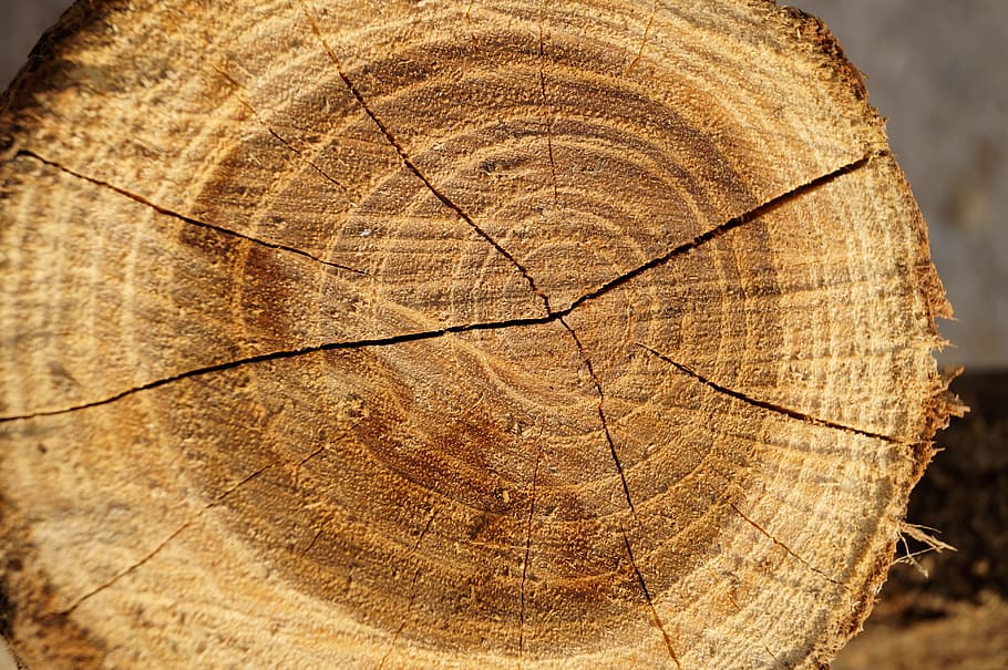 wood, tribe, cut, brown, heartwood, crack, plant, nature, évgyűrűk HD wallpaper