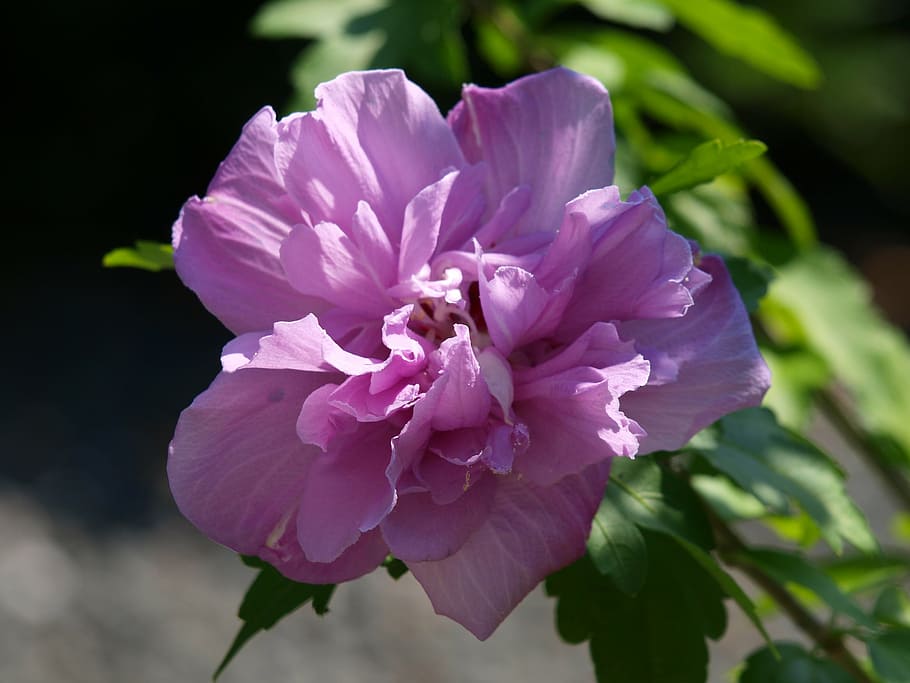 hibiscus, blossom, bloom, close, plant, mallow, purple, flower HD wallpaper