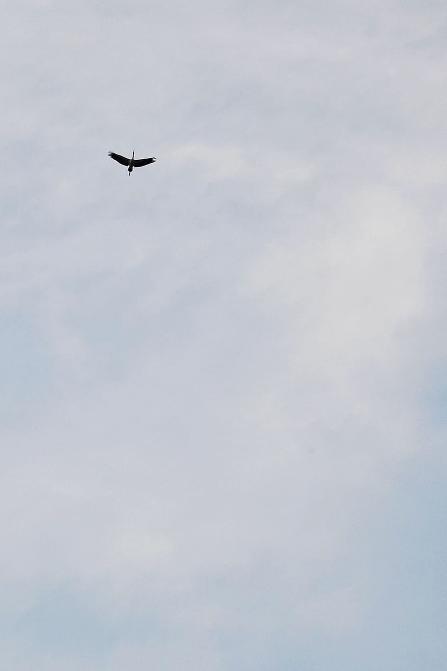 negative space, bird fly, crane, birds migrating, fly high HD wallpaper