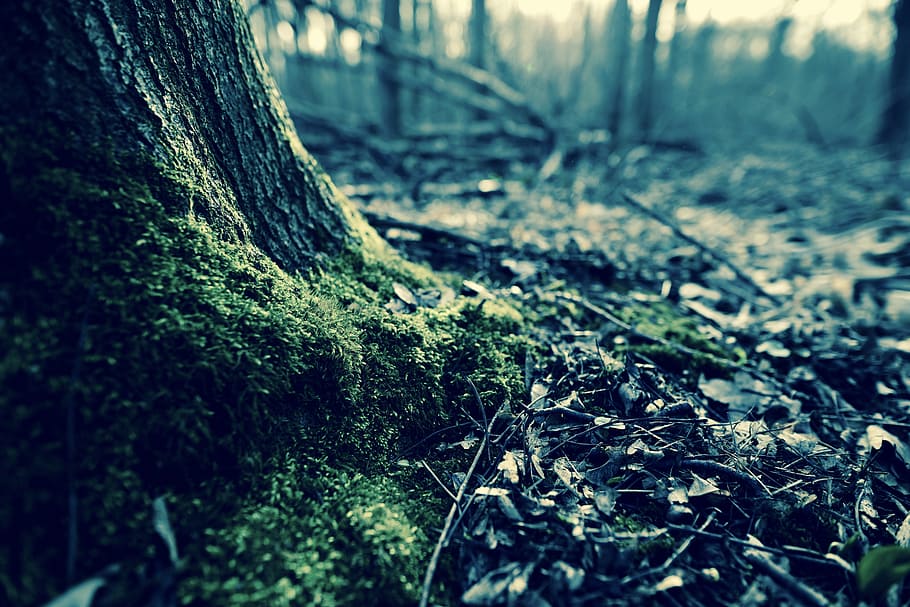Forest, Moss, Tree Stump, green, nature, close, outdoors, woodland HD wallpaper
