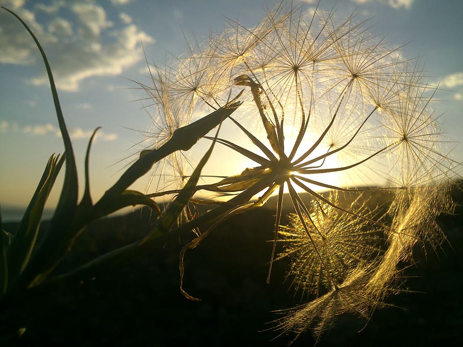 dandelion, sunlight, solar, feather, plant, beauty in nature HD wallpaper