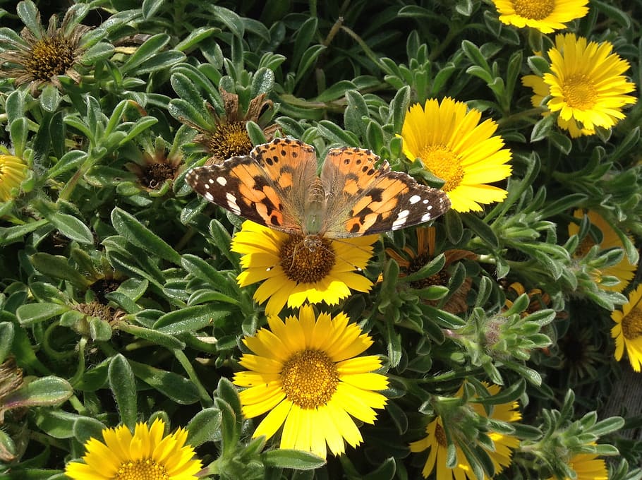Butterfly, Flowers, Insect, yellow, flower head, plant, petal HD wallpaper