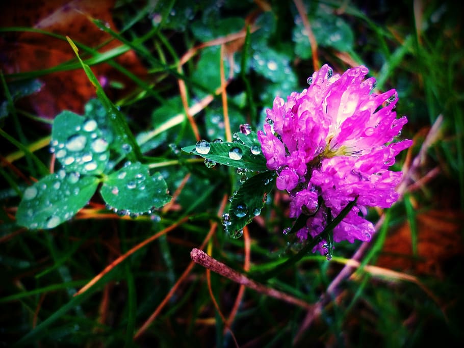 clover, drop, nature, purple, garden, water, the decline in HD wallpaper
