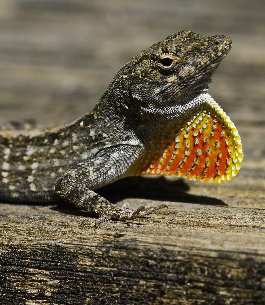 lizard, orange, red, neck, reptile, colorful, nature, tropical HD wallpaper