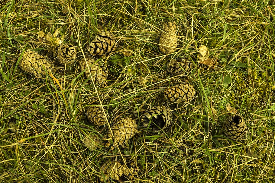 Pine Cones, Meadow, Grass, Nature, Green, grasses, blade of grass HD wallpaper