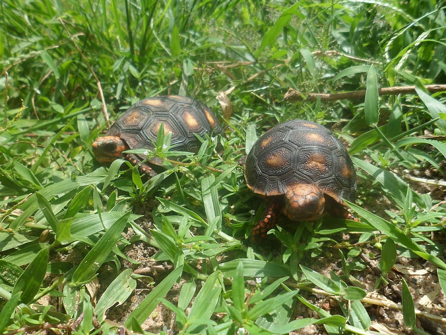 reptile, animal, species, armor, fauna, turtle, nature, tortoise HD wallpaper