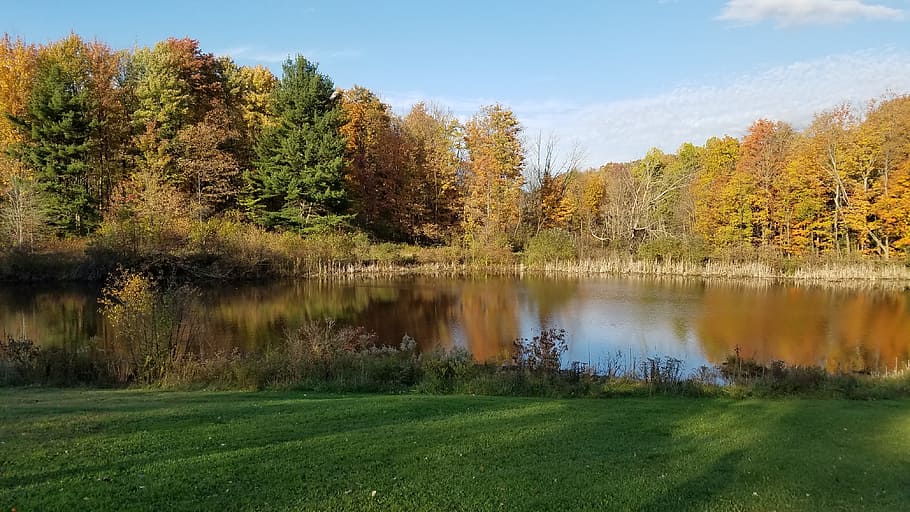 pond, fall, leaves, plant, tree, lake, water, beauty in nature HD wallpaper