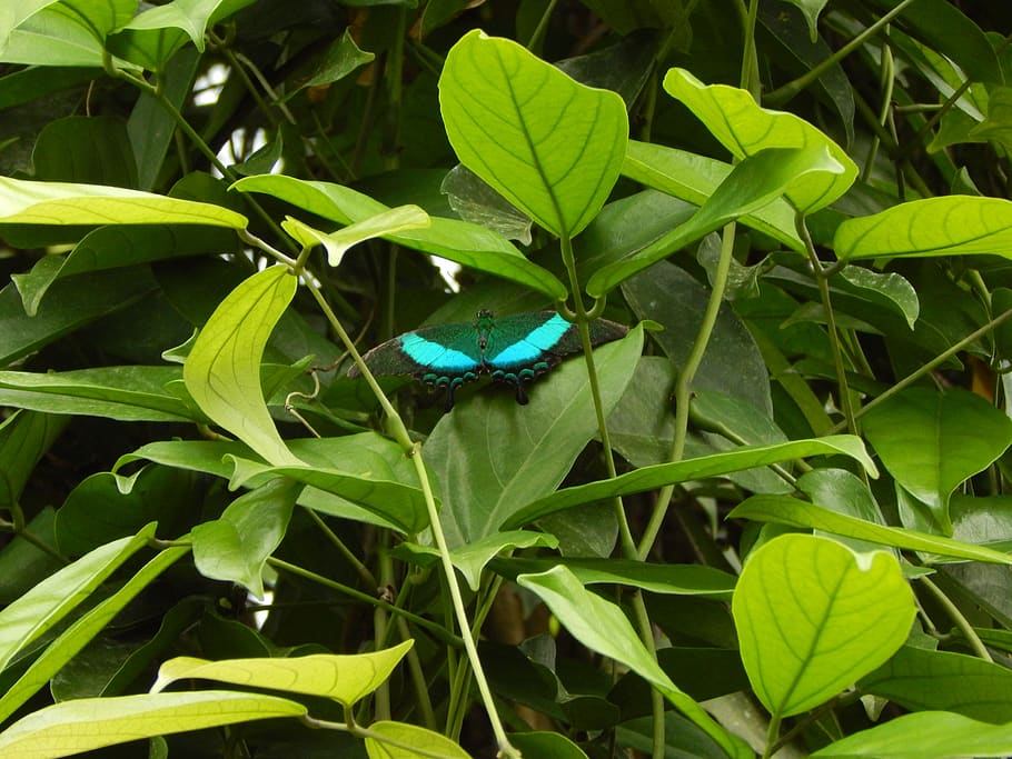 butterfly, green, plant part, green color, leaf, one animal HD wallpaper