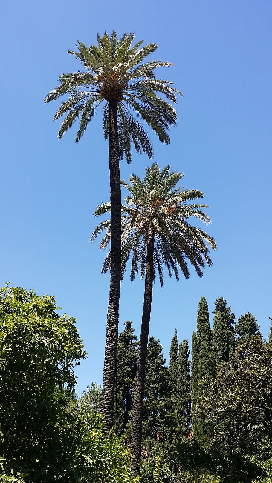 spain, blue sky, palm tree, plant, tropical climate, growth HD wallpaper