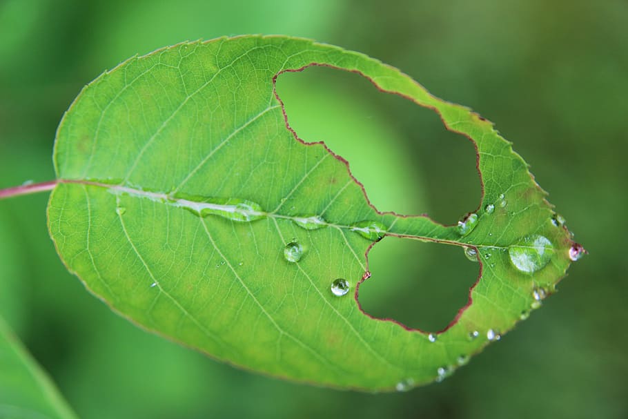 Leaf, Nature, Foliage, Plant, green, green color, close-up HD wallpaper