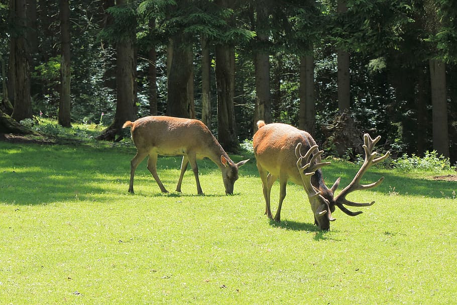 deer, hirsch, wild, antler, animal, fallow deer, red deer, furred game HD wallpaper