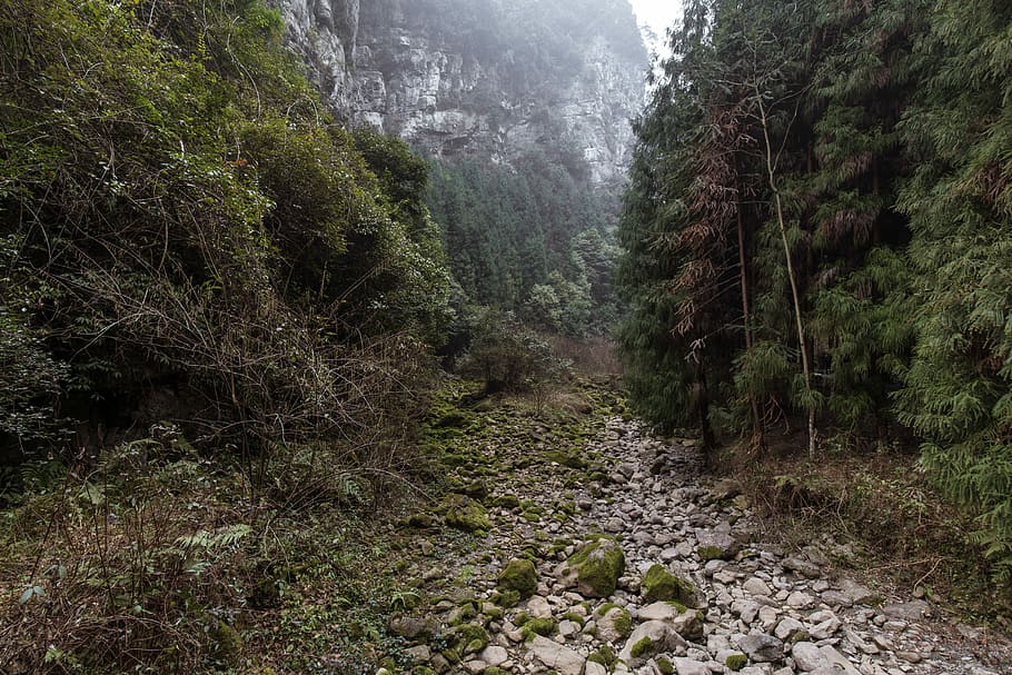 mountain trail surrounded by trees, landscape photography of mountain pass HD wallpaper