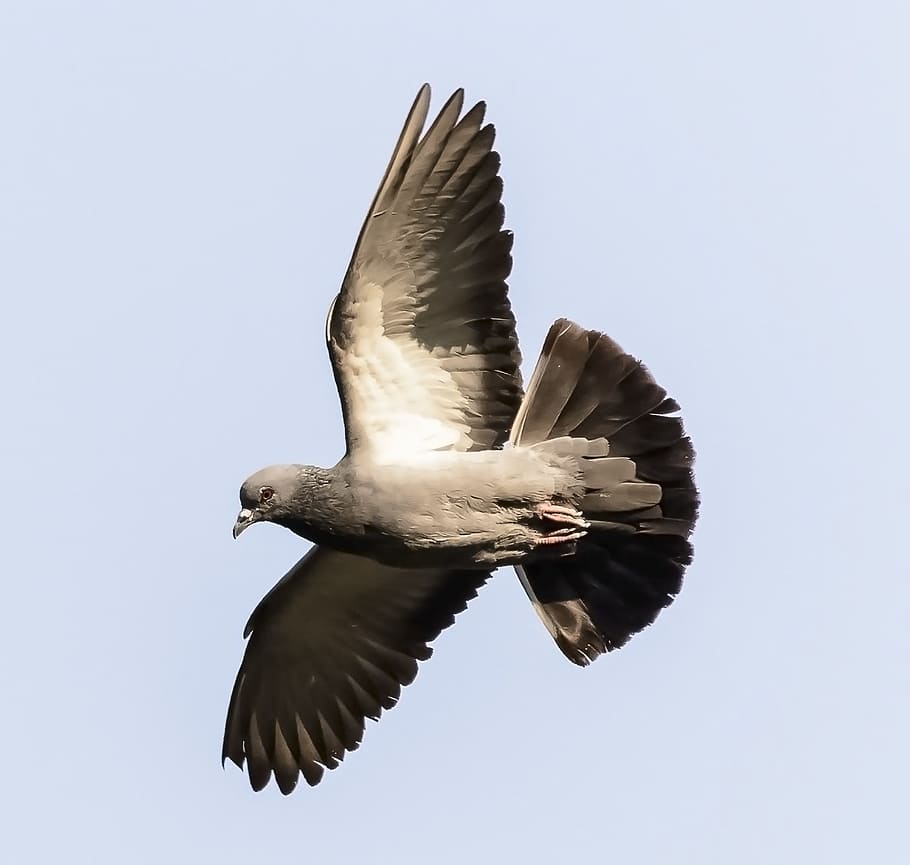 bird bird in flight animal nature