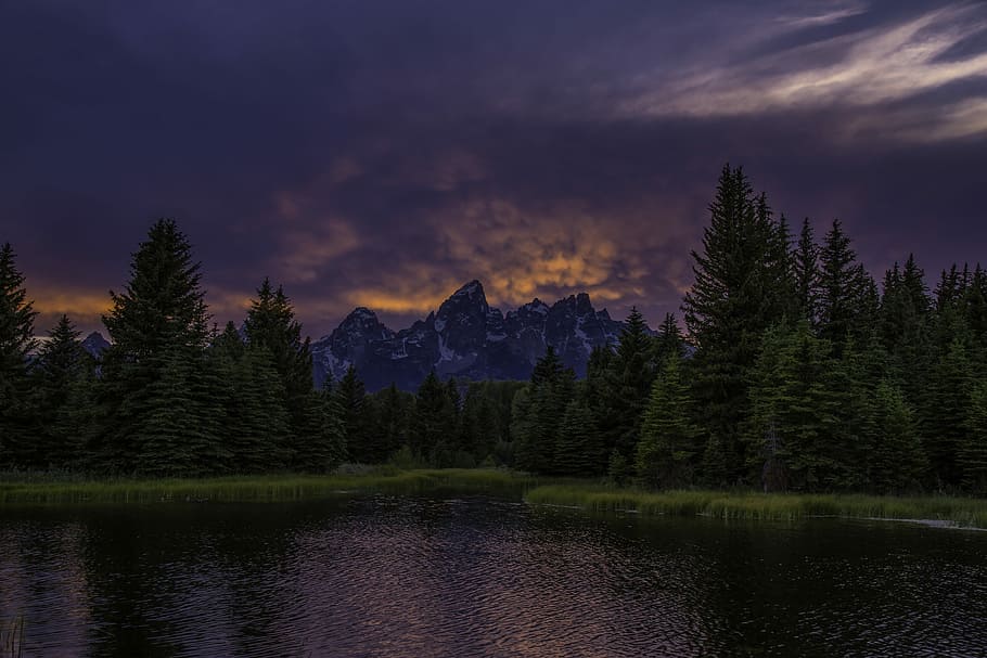 trees near body of water under cloudy sky, green pine trees near body of water HD wallpaper