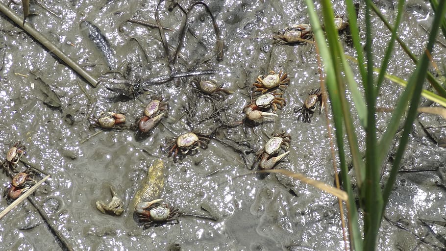 crabs, mud, crustacean, beach, water, plant, nature, no people HD wallpaper