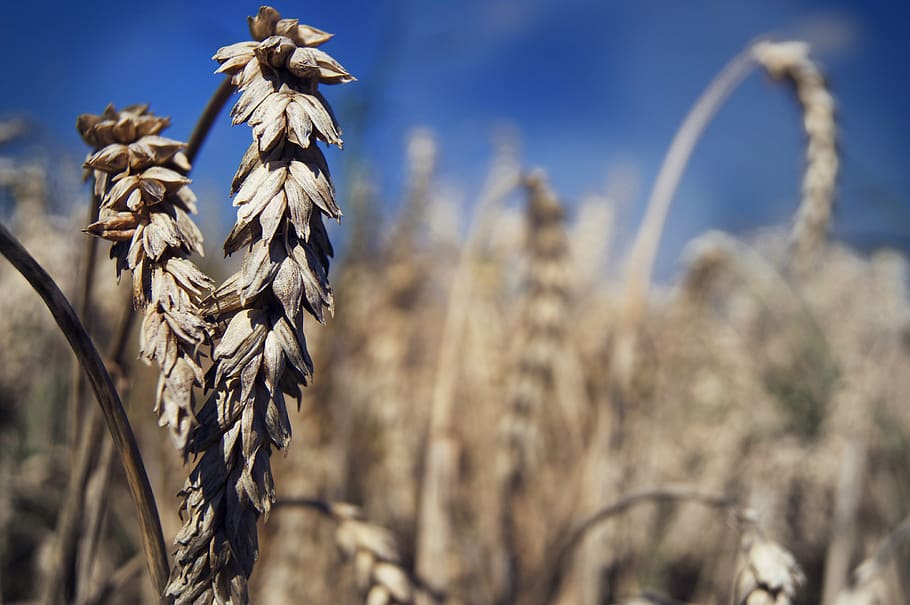 selective focus photography of wheat grains, summer, field HD wallpaper