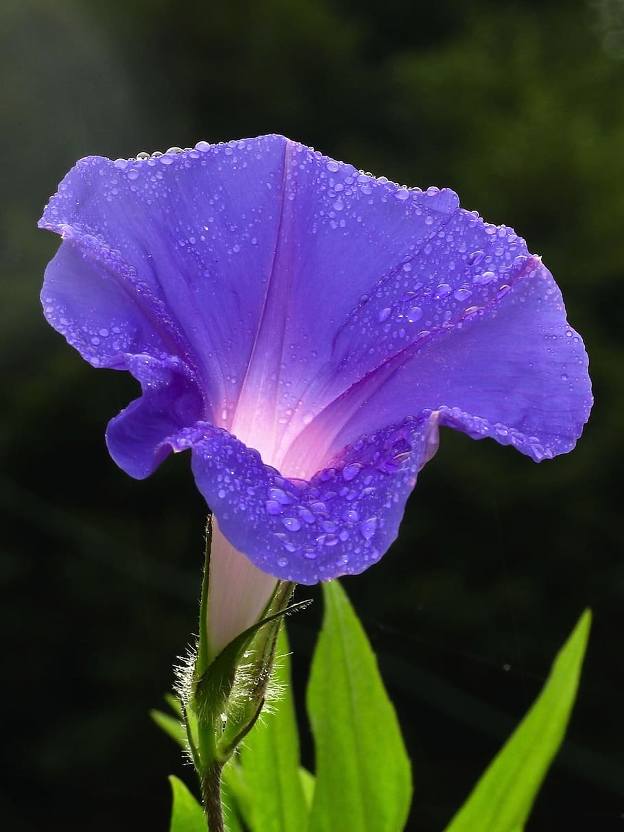 close up photography of water dew on purple morning glory flower HD wallpaper