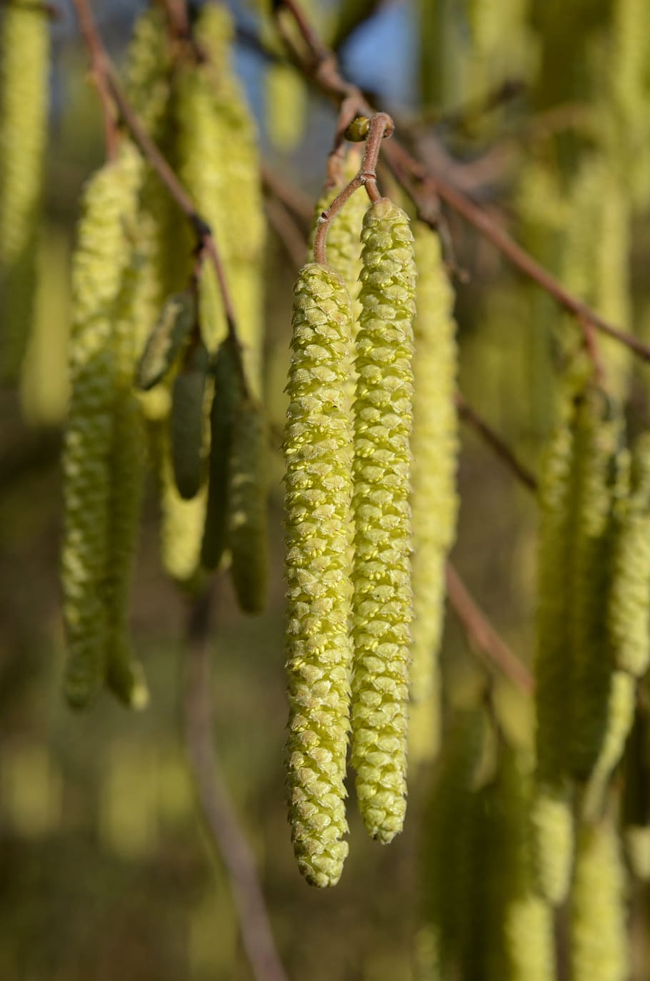 hazel, bloom, pollen, spring, tree, hazelnut, plant, green color HD wallpaper