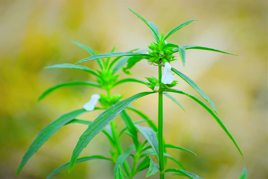 flora, nature, leaf, summer, herb, plant, green color, plant part HD wallpaper