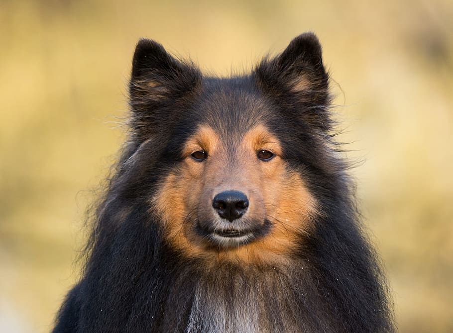 untitled, dog, sheltiie, close, one animal, mammal, animal wildlife HD wallpaper