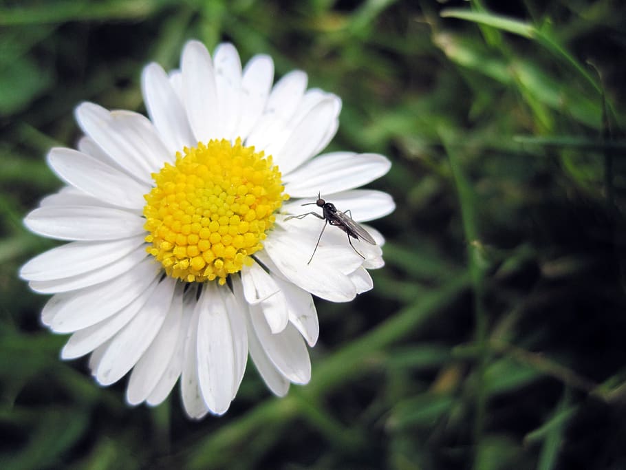 flower, daisy, mosquito, grass, flowering plant, invertebrate HD wallpaper