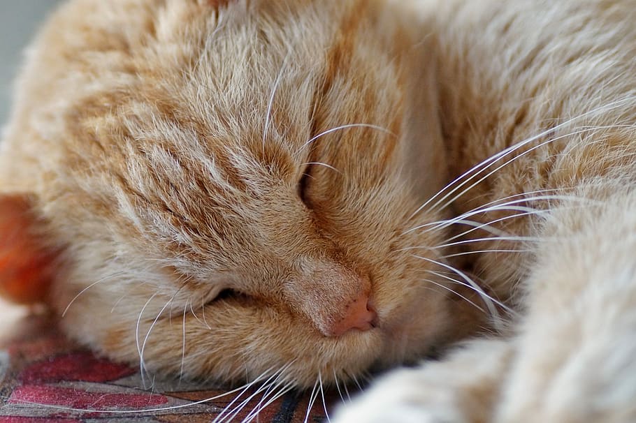 cat, sleeping, tomcat, redheaded, rest, not to wake, home, pet HD wallpaper