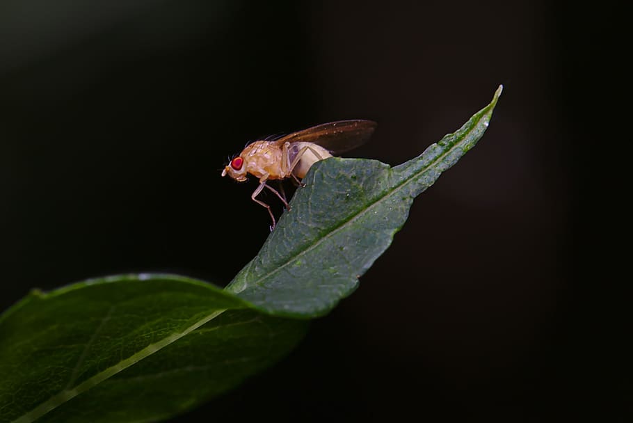 fly, summer, insect, macro, close up, flight insect, plant part HD wallpaper