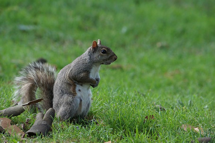 squirrel, animals, cute, the lawn, green, look for, animal themes HD wallpaper