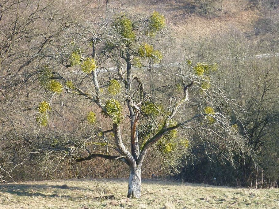 Tree, Mistletoe, Kahl, autumn, no people, outdoors, nature HD wallpaper
