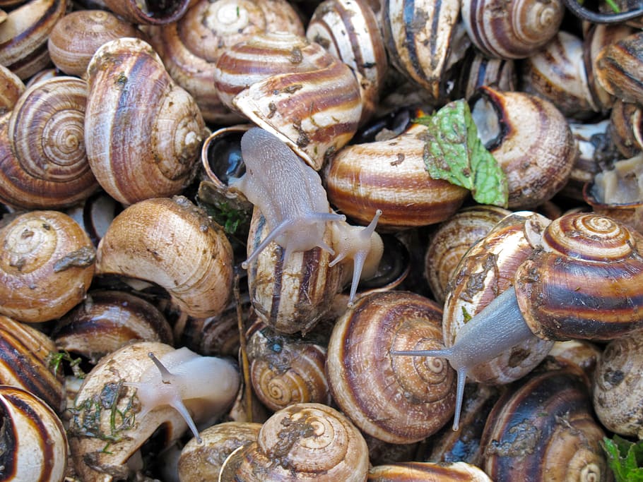snails, escargot, delicacy, full frame, backgrounds, food and drink HD wallpaper