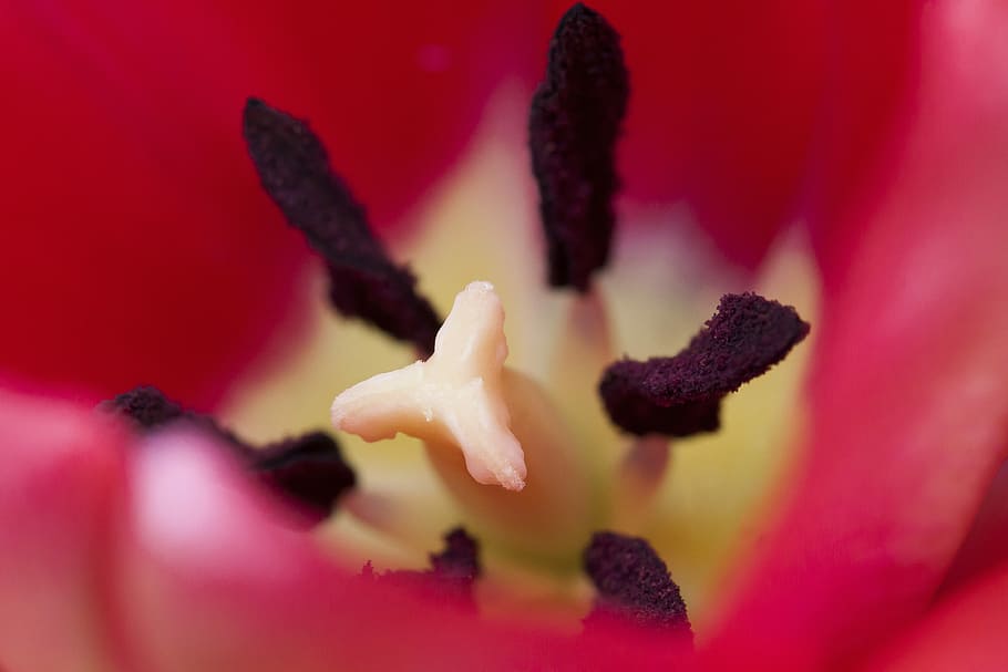 tulip, stamp, stamens, lily family, spring, nature, flower, HD wallpaper