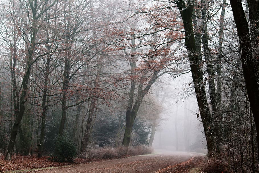 forest covered with fogs, park, nature, landscape, trees, mood HD wallpaper