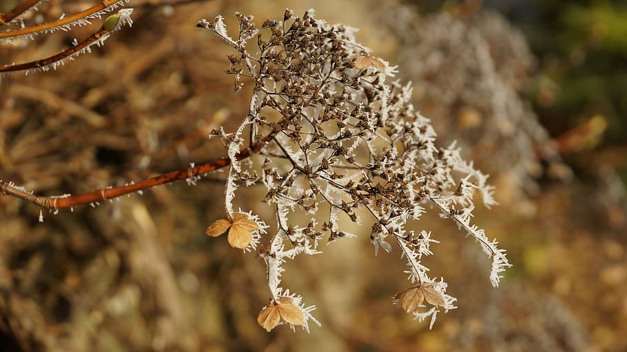 flower, hortensia, hydrangea, wilted, white, winter, ice, snow HD wallpaper