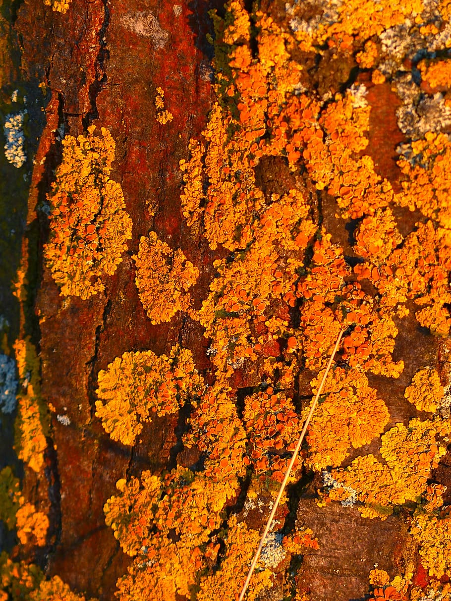 tree, log, weave, overgrown, ordinary gelbflechte, yellow lichen HD wallpaper