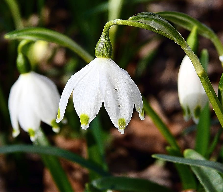 nature, flower, leaf, plant, growth, close-up, freshness, beauty in nature HD wallpaper