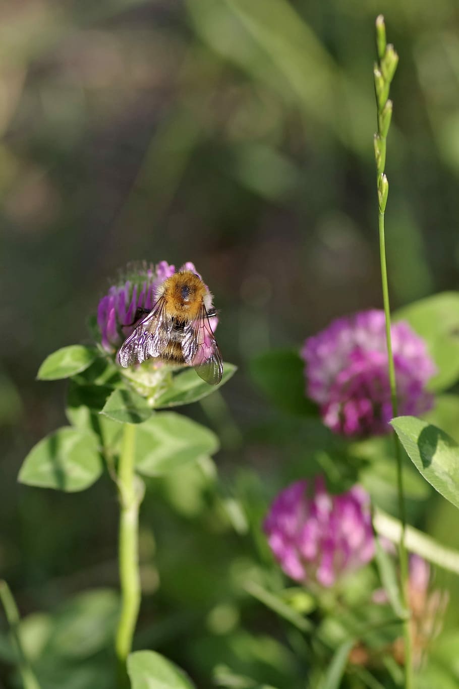 clover, red, blue, violet, flower, fodder plant, a flower of the field HD wallpaper