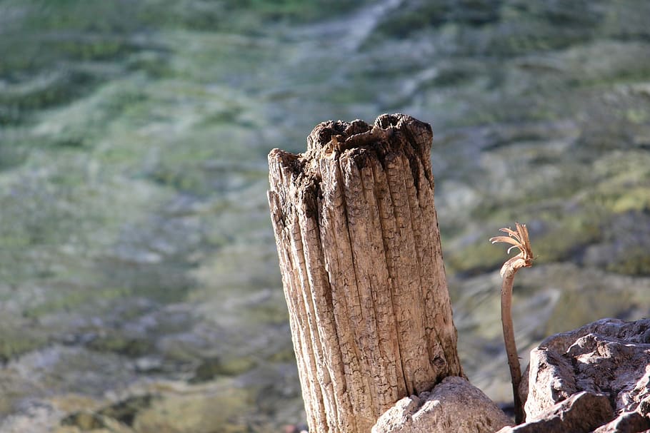 Butt, Walchensee, Water, Upper Bavaria, nature, landscape, tree trunk HD wallpaper