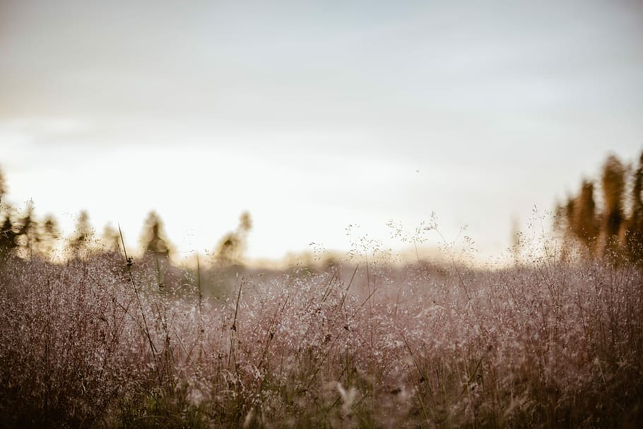 shallow focus photography of white flower field during sunset, green grass open field near tree at daytime HD wallpaper