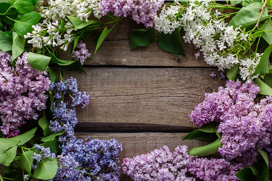green-pink-and-blue flowers, postcard, purple, spring, flowering plant HD wallpaper