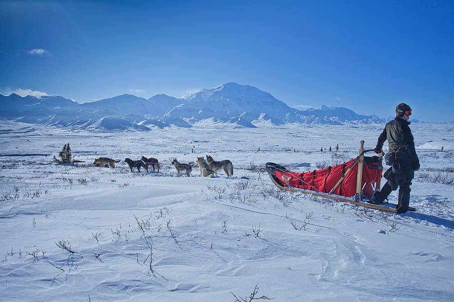 man riding on sled on snowfield, dog sled, wilderness, mountains