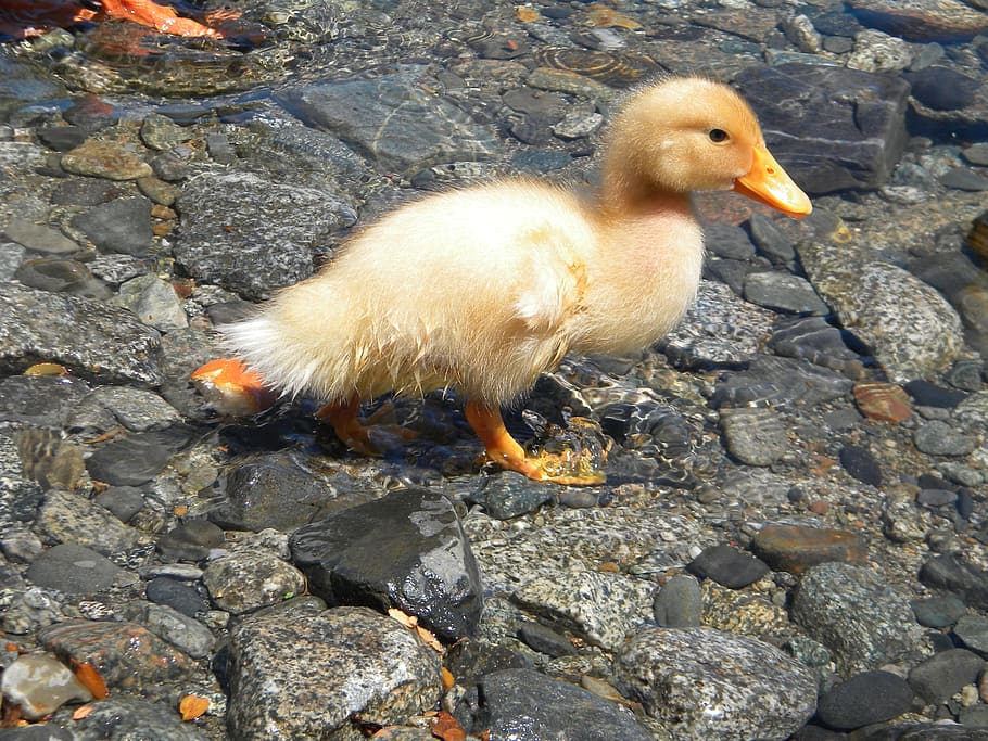 Duck, Nature, Lake, bird, animal, outdoors, farm, beak, livestock HD wallpaper
