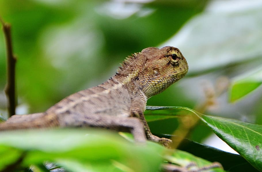 chameleon, the leaves, lizard, animal themes, one animal, reptile HD wallpaper