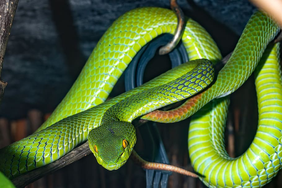 snake, venomous snake, green, viper, close up, reptile, dangerous, HD wallpaper