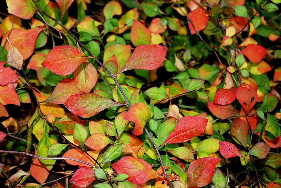 Ground Cover, Leaves, Greens, Reds, yellows, thick carpet, dense, HD wallpaper