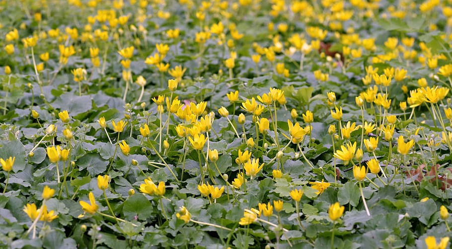 kaczeniec, knieć, marsh, flower, yellow, water, spring, your marigolds, HD wallpaper