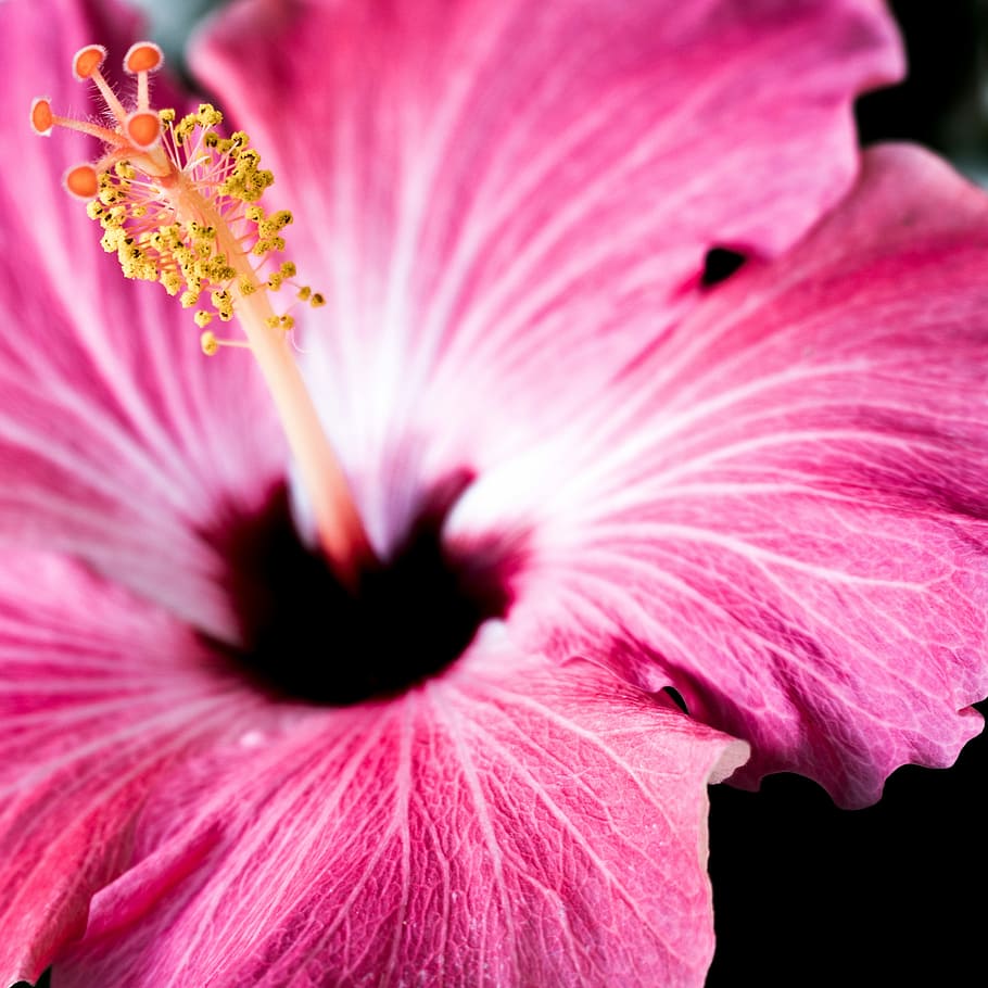 macro shot photography of pink petaled flowr, macro photography of pink flower HD wallpaper