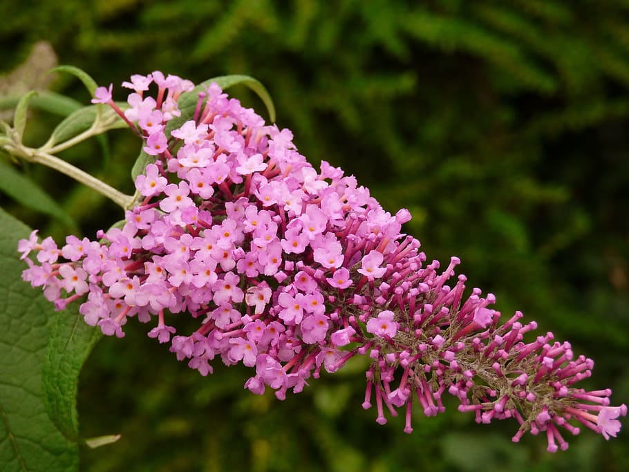 flower, shrub, lilac, summer, purple, flowering plant, fragility HD wallpaper