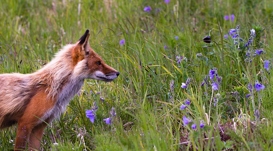red fox beside lavender flowers, white and brown fox, green grass HD wallpaper